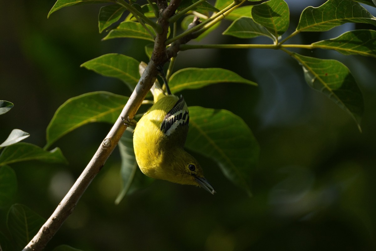 ヒメコノハドリ - ML645335619