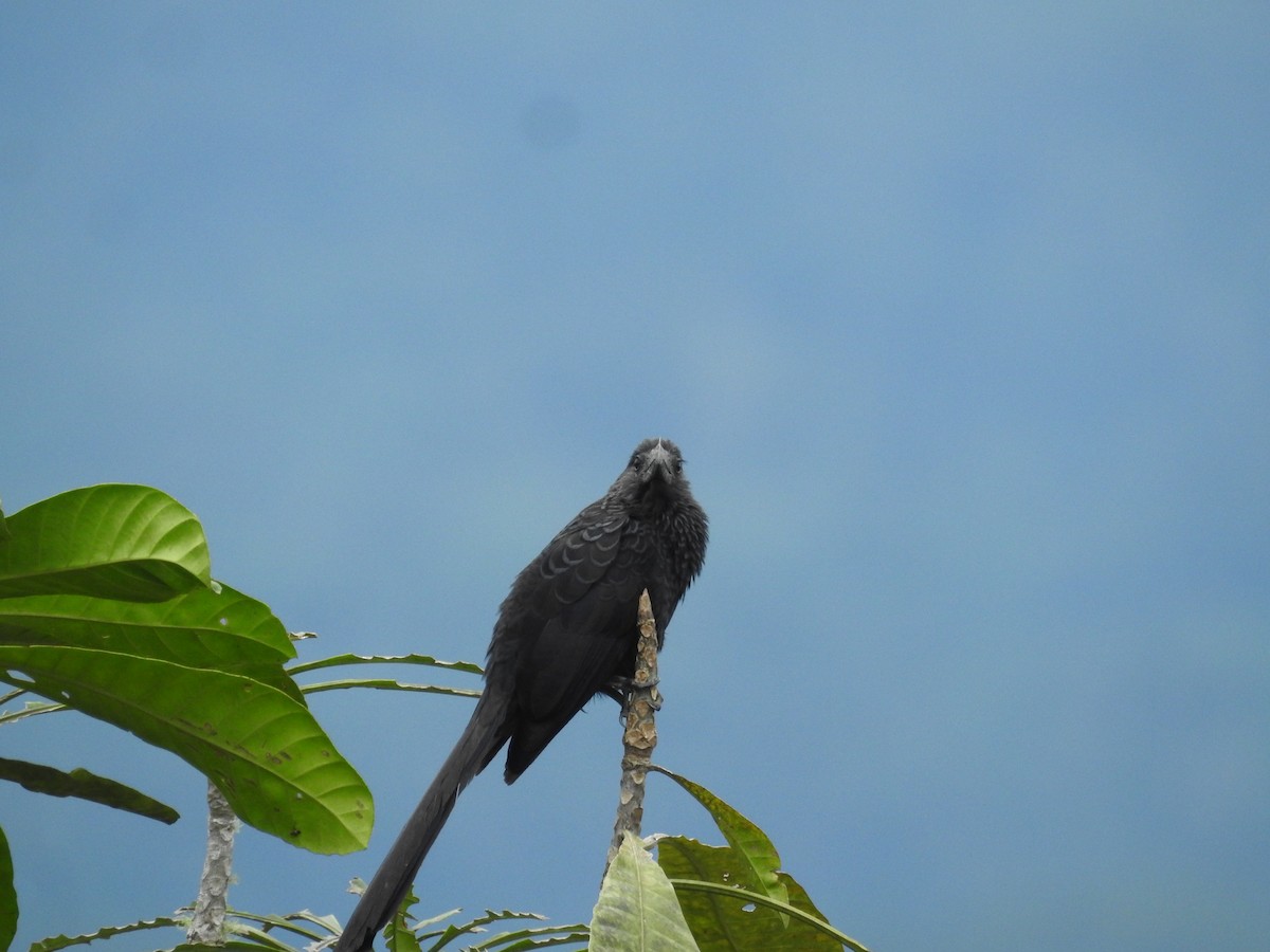 Smooth-billed Ani - ML645335621