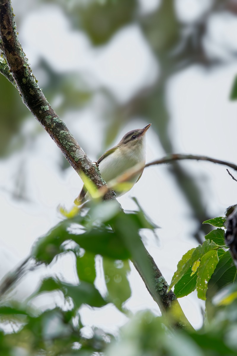 Красноглазый виреон - ML645335622