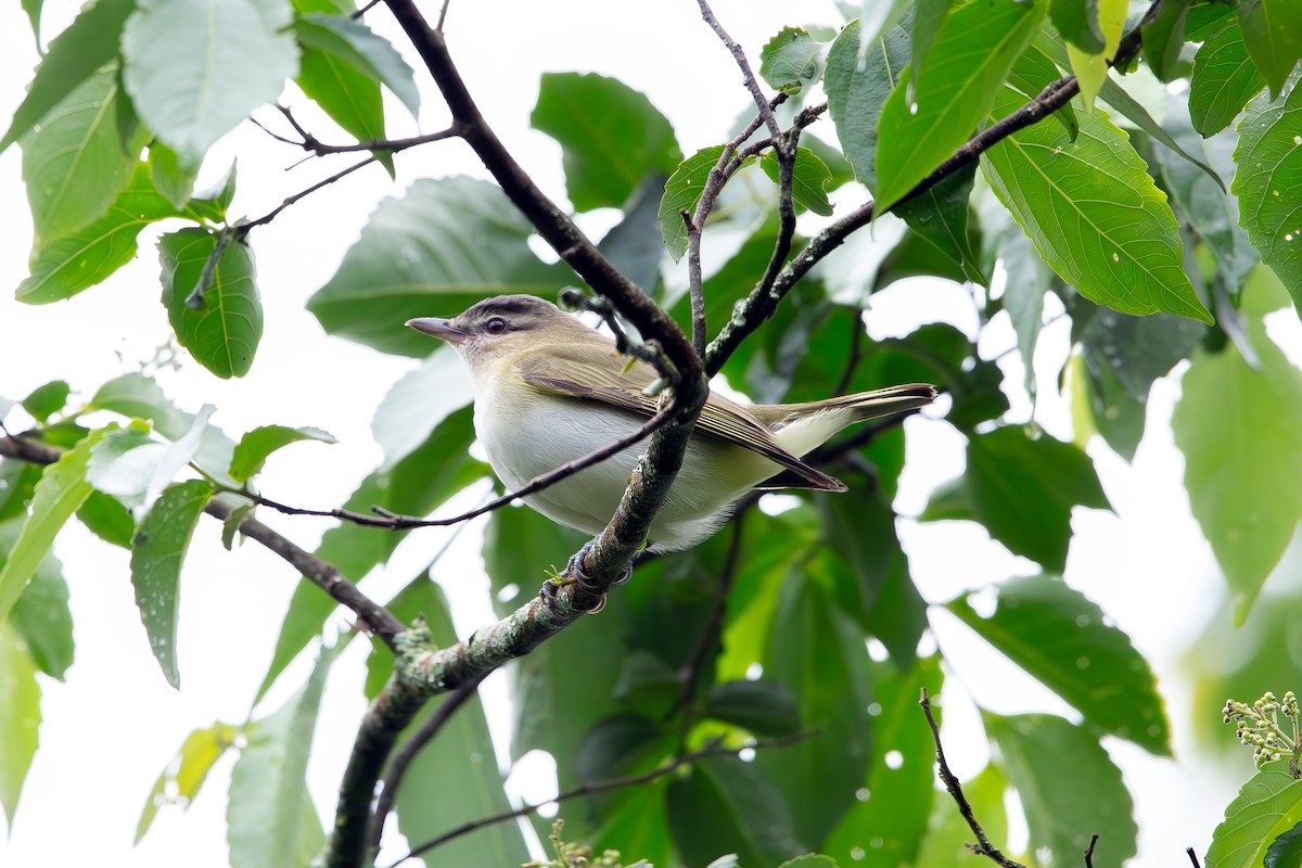 Красноглазый виреон - ML645335623