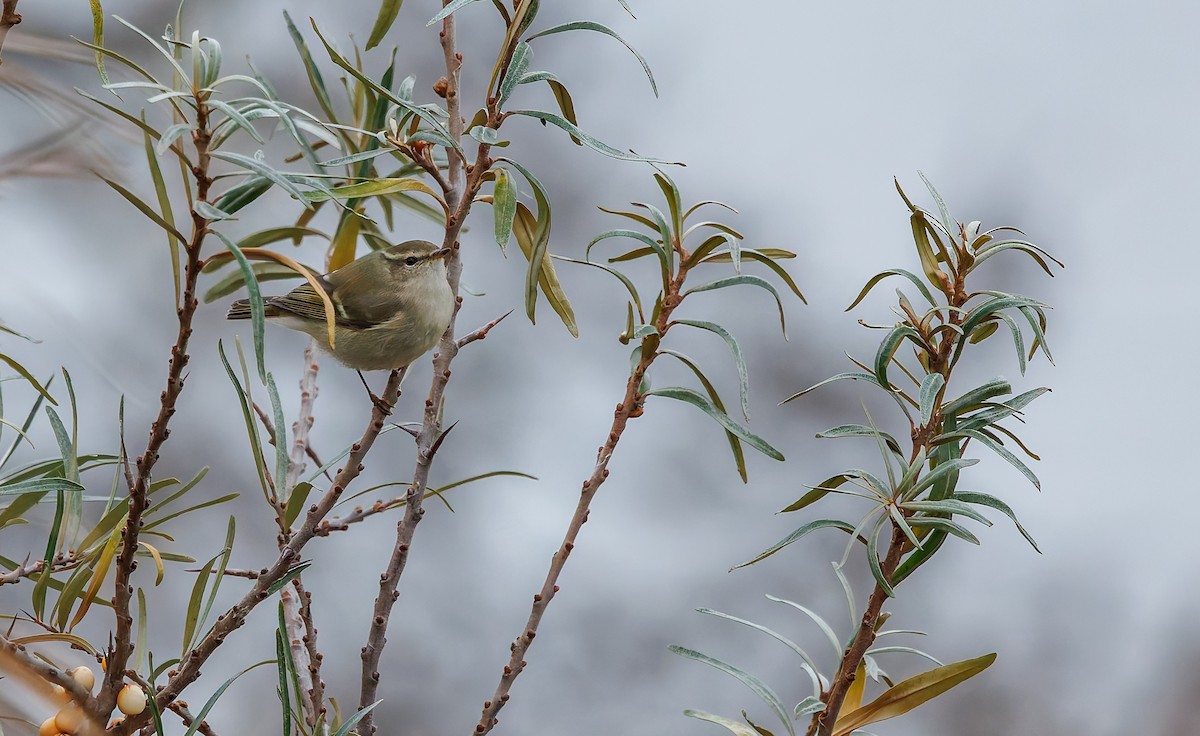 budníček altajský - ML645335624