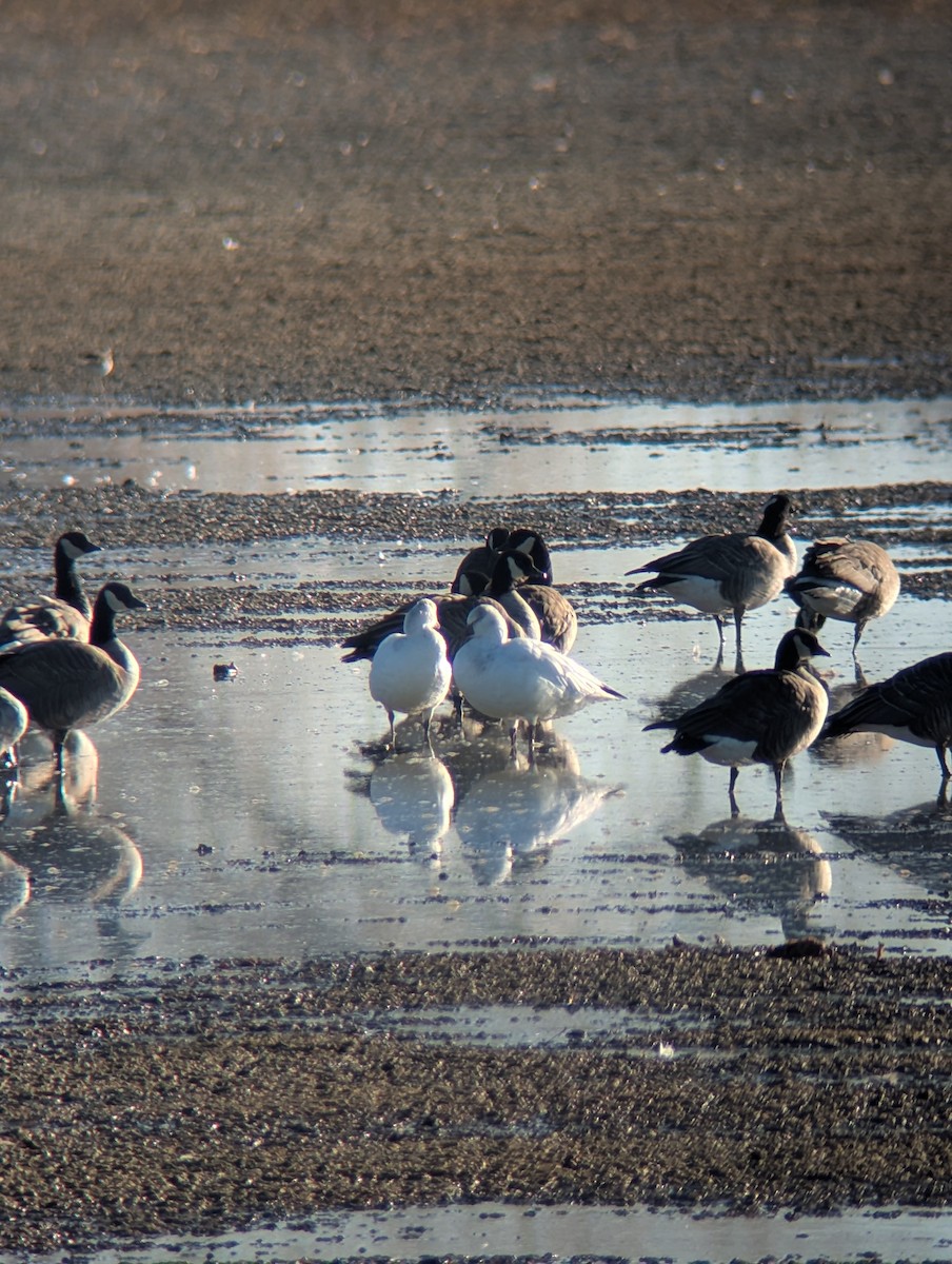 Ross's Goose - ML645335627