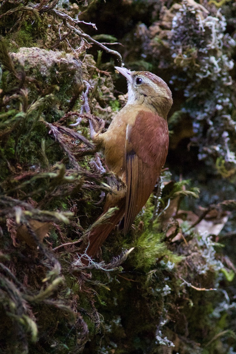 Ruddy Treerunner - ML645335635