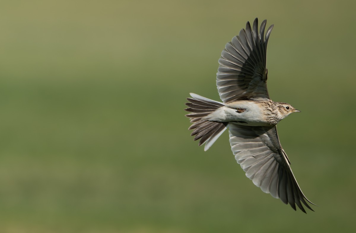 Feldlerche - ML645335658