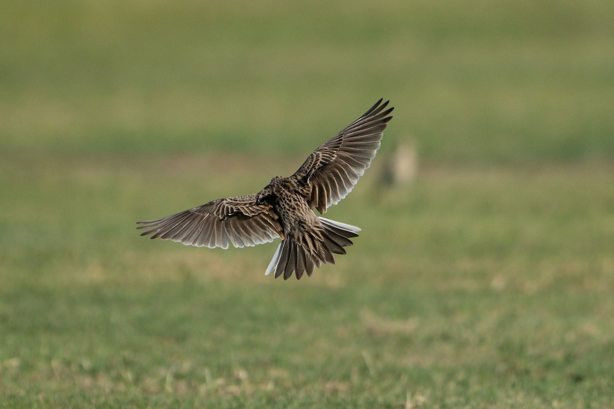 Feldlerche - ML645335659