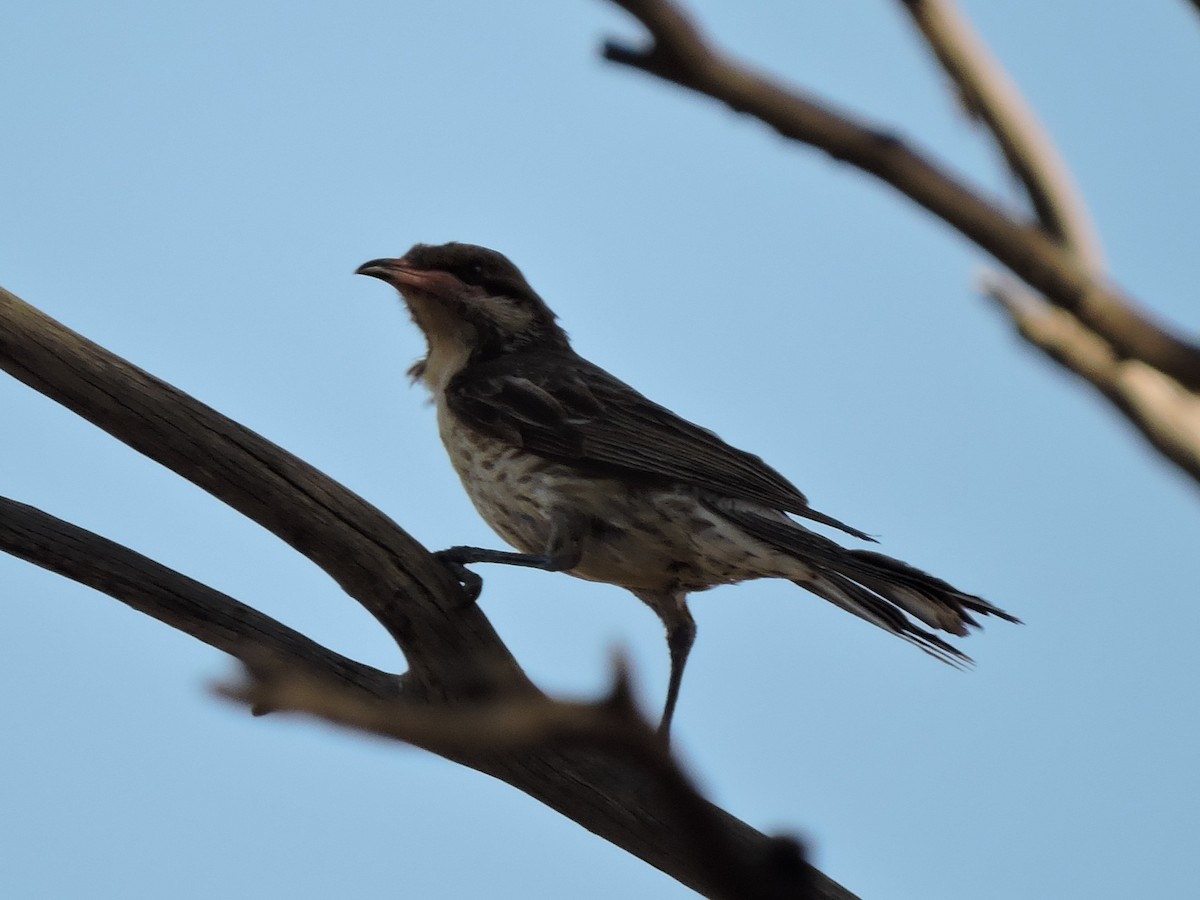 Diken Yanaklı Balkuşu - ML645335662