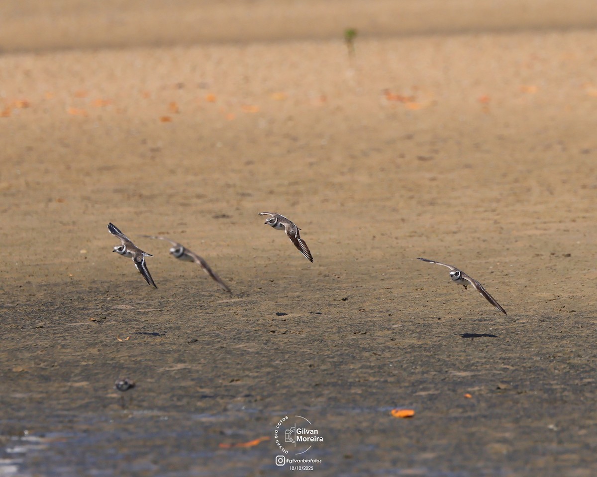 Semipalmated Plover - ML645335663