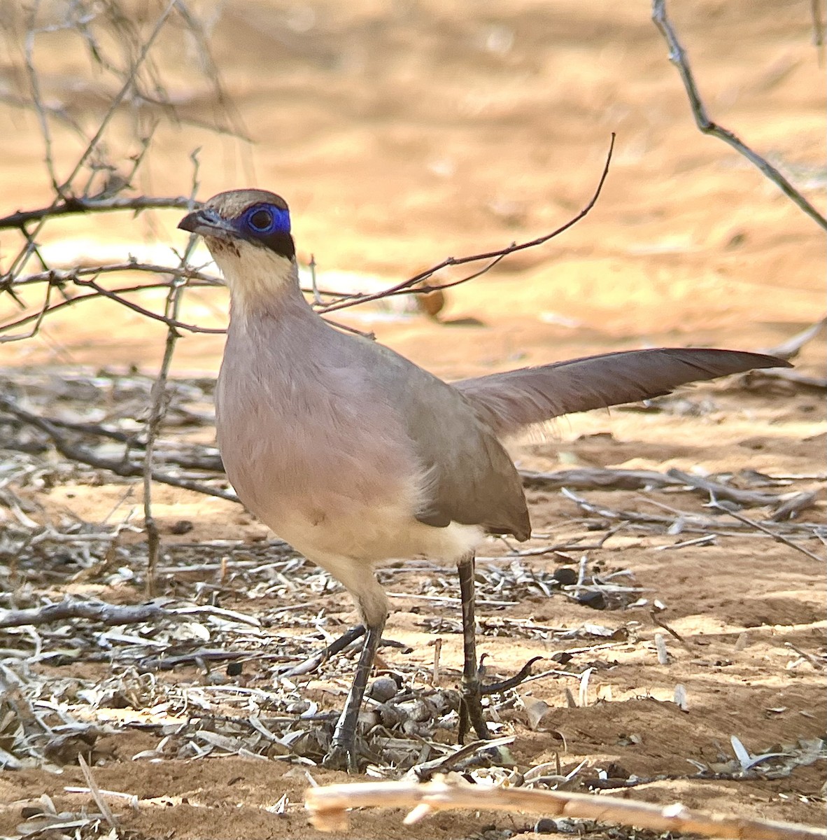 Olive-capped Coua - ML645335667