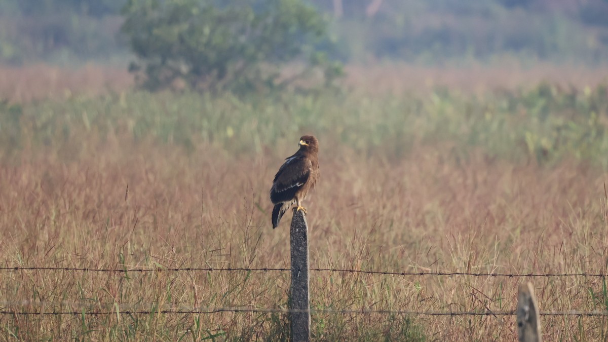 Greater Spotted Eagle - ML645335669