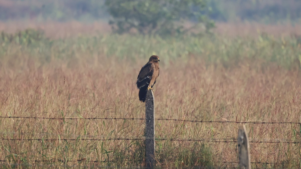 Greater Spotted Eagle - ML645335670