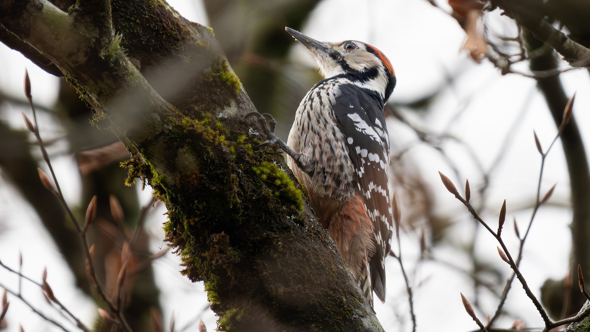 White-backed Woodpecker - ML645335676