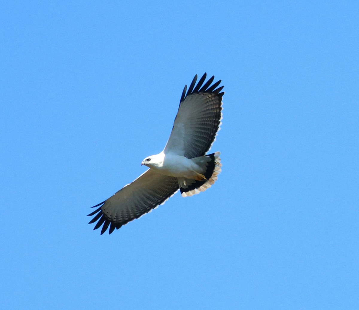 White Hawk - ML645335681