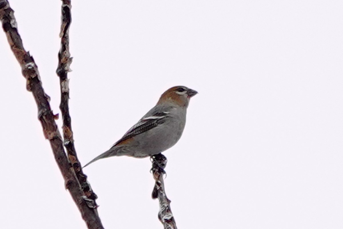 Pine Grosbeak - ML645335683