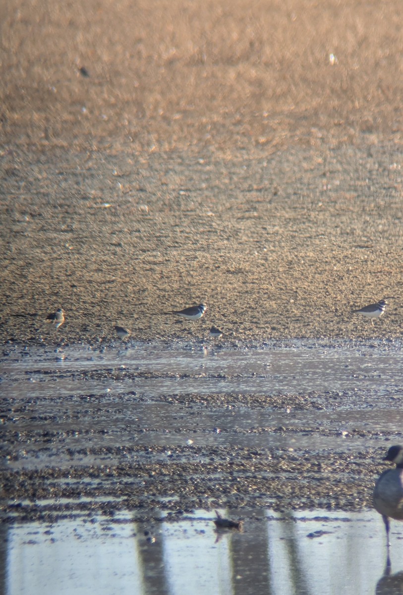 Least Sandpiper - ML645335702