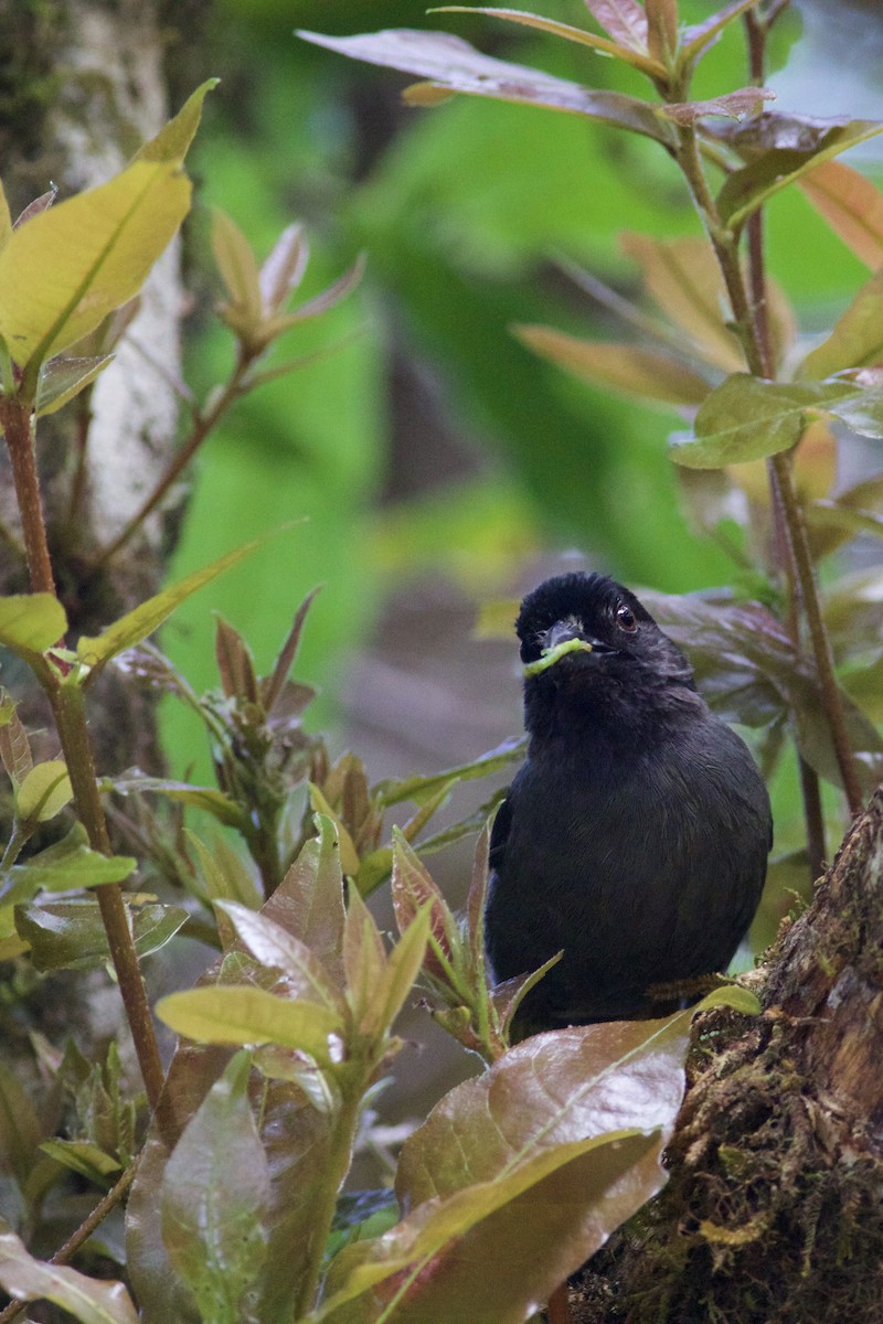 Yellow-thighed Brushfinch - ML645335715