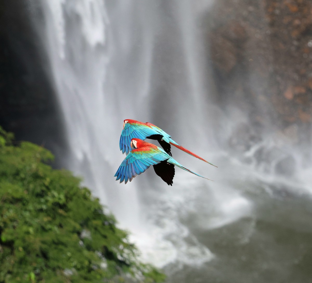 紅綠金剛鸚鵡 - ML645335716