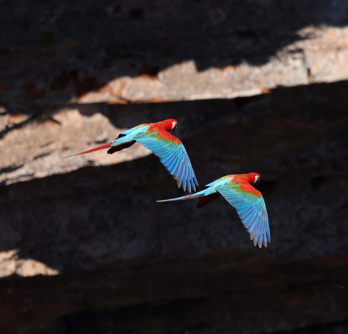 紅綠金剛鸚鵡 - ML645335717