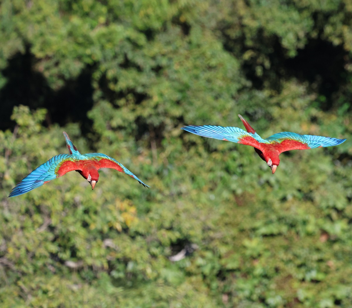 紅綠金剛鸚鵡 - ML645335718