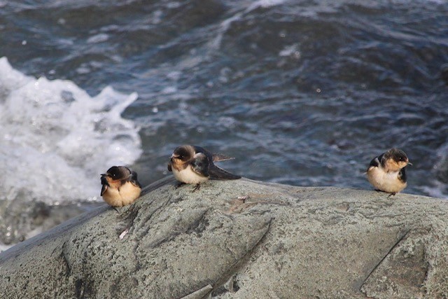 家燕 - ML645335720