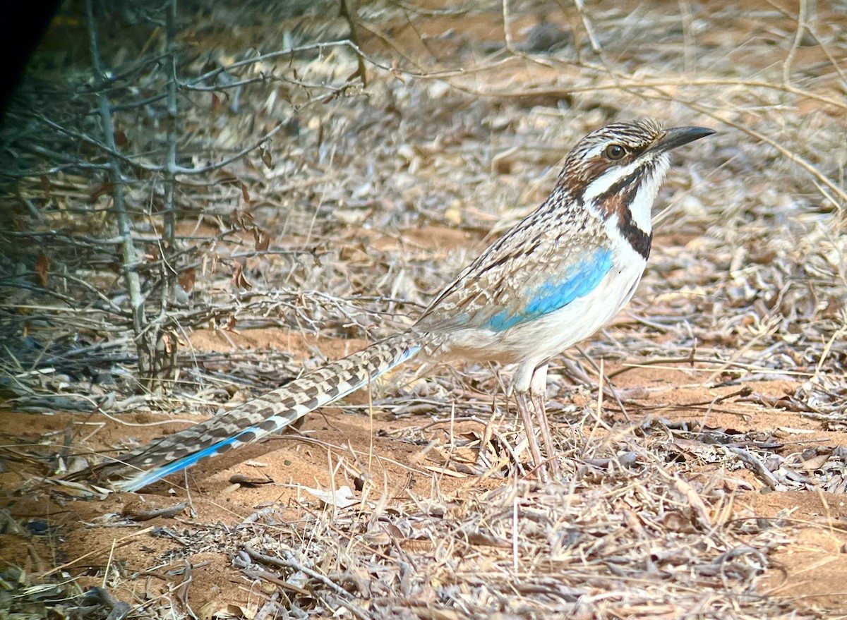 Long-tailed Ground-Roller - ML645335722