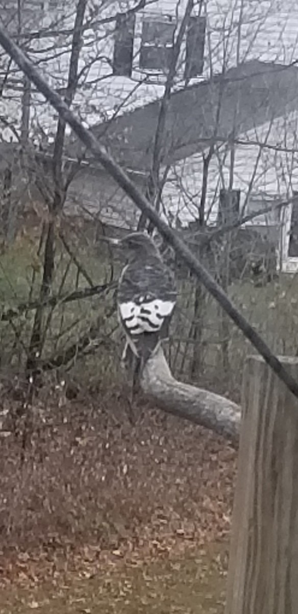 Red-headed Woodpecker - ML645335730