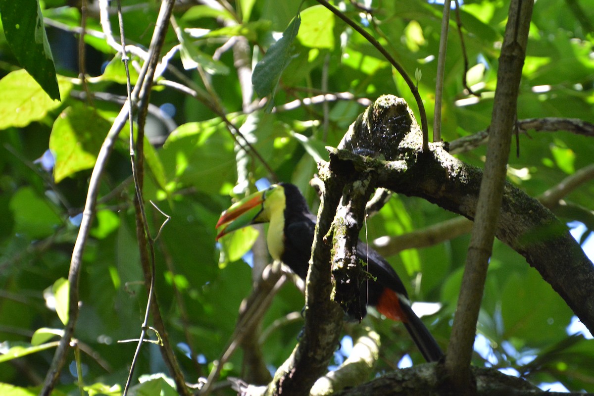 Fischertukan - ML645335736