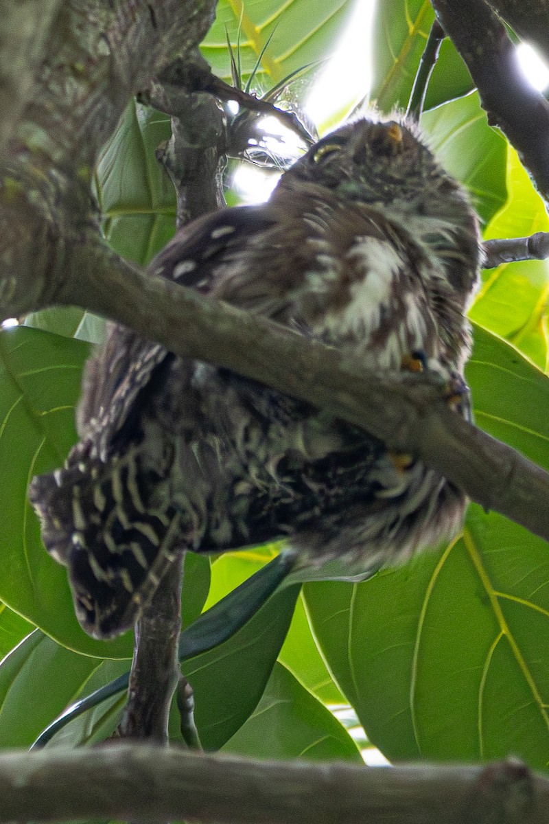 Ferruginous Pygmy-Owl - ML645335744