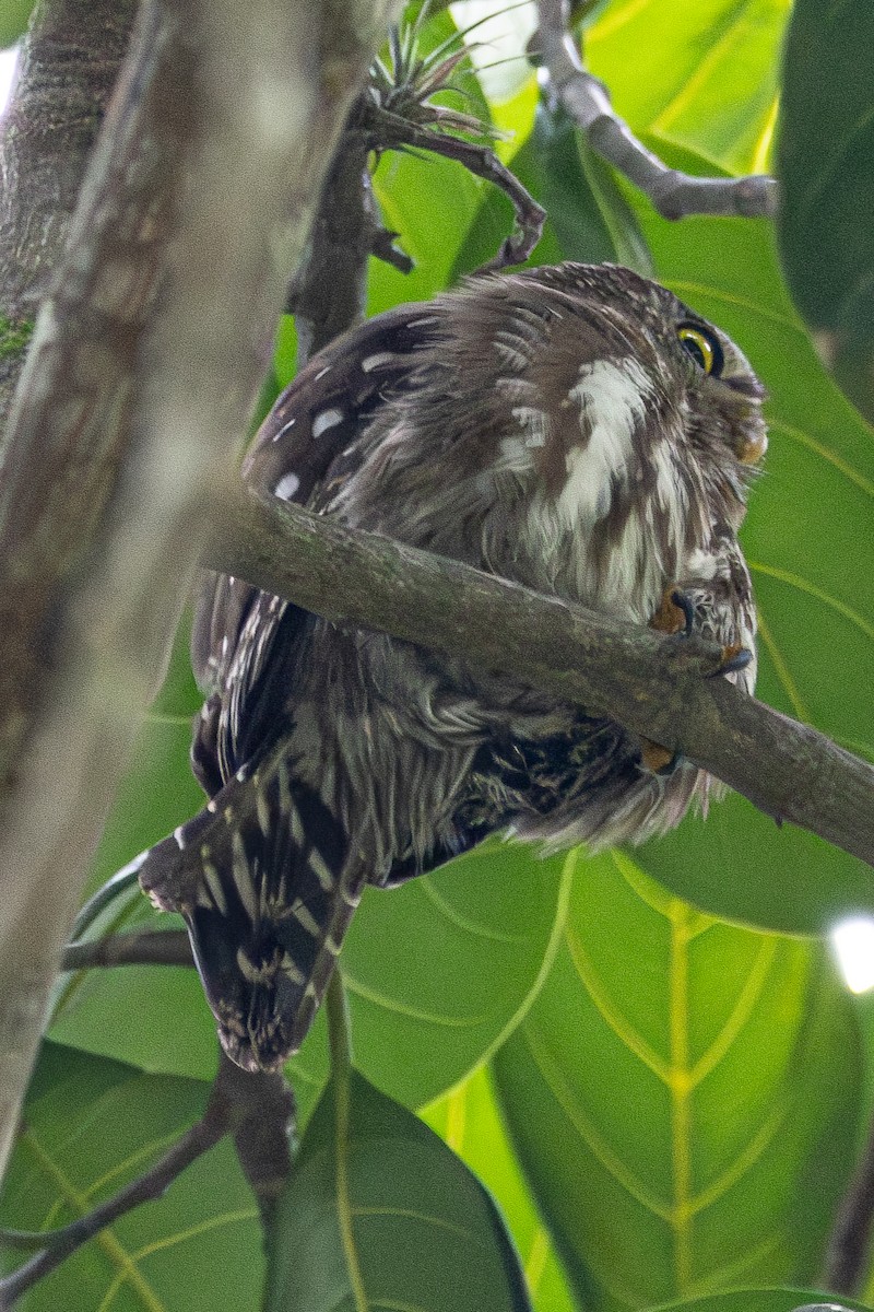 Ferruginous Pygmy-Owl - ML645335745