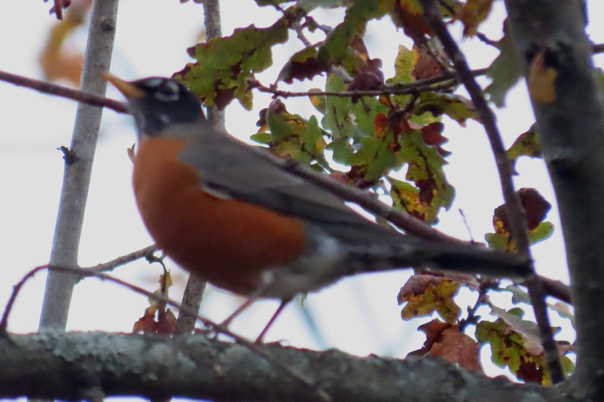 American Robin - ML645335749