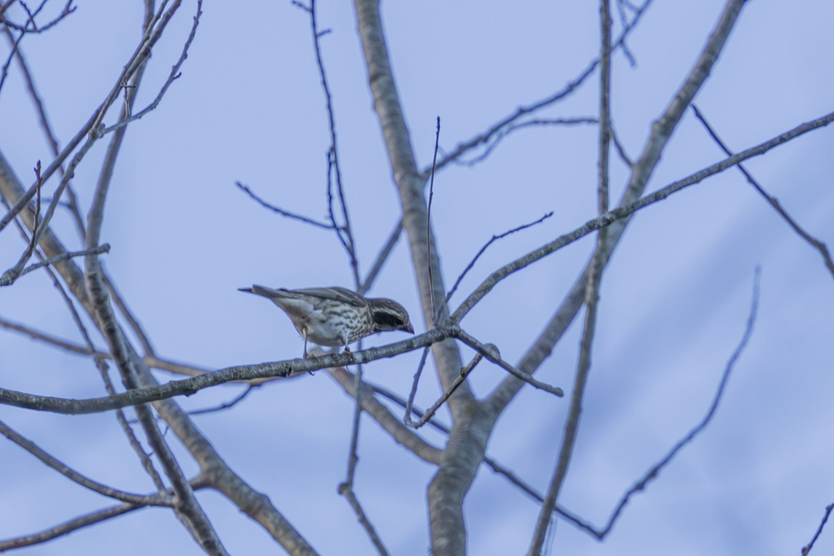Camachuelo Purpúreo - ML645335750