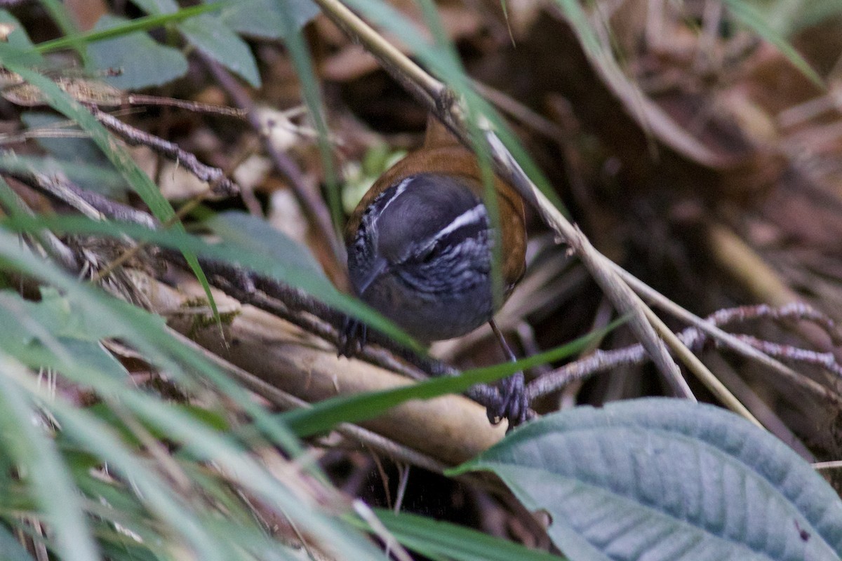Gray-breasted Wood-Wren - ML645335751