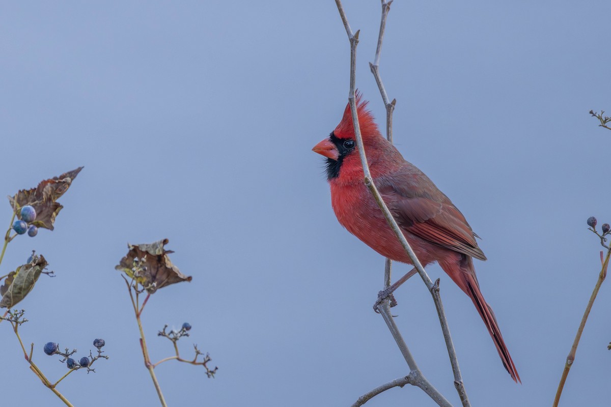 Northern Cardinal - ML645335754