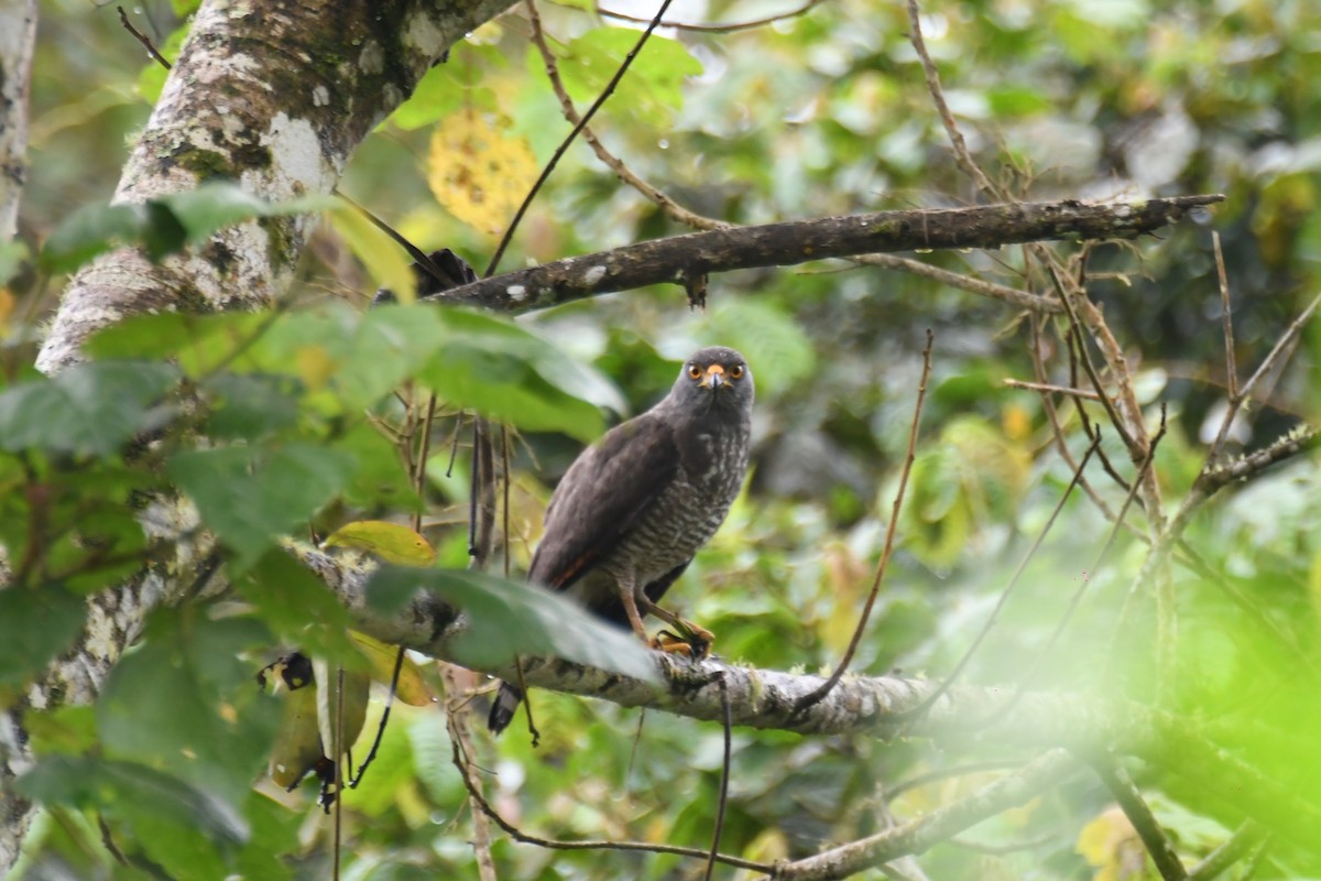 Roadside Hawk - ML645335758