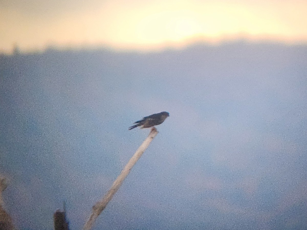 Merlin - ML645335759