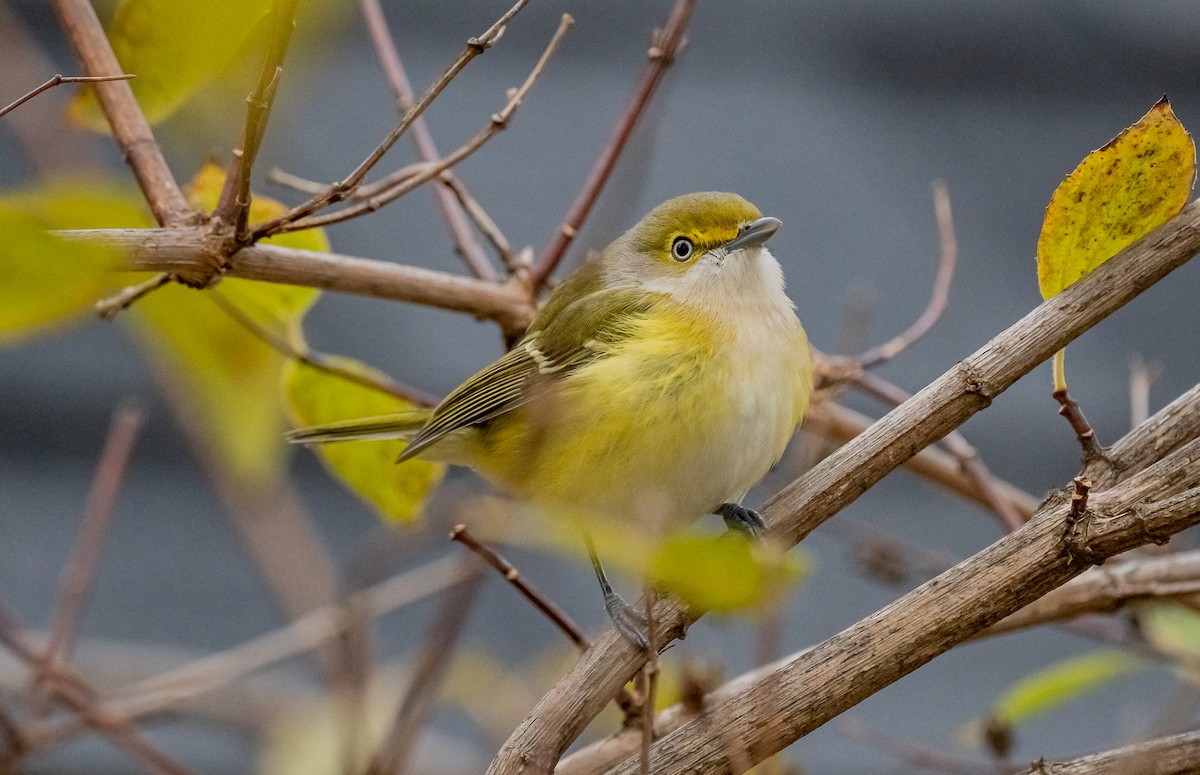 White-eyed Vireo - ML645335771