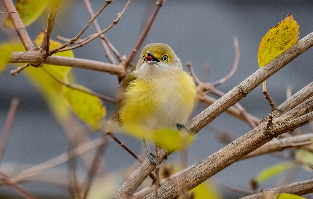 White-eyed Vireo - ML645335772