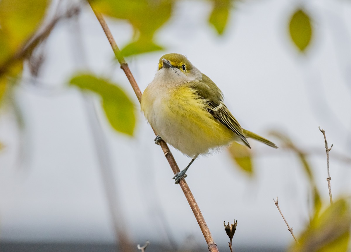 White-eyed Vireo - ML645335773