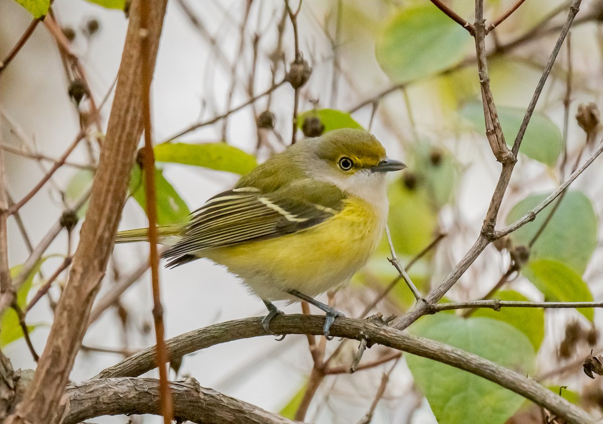 White-eyed Vireo - ML645335774