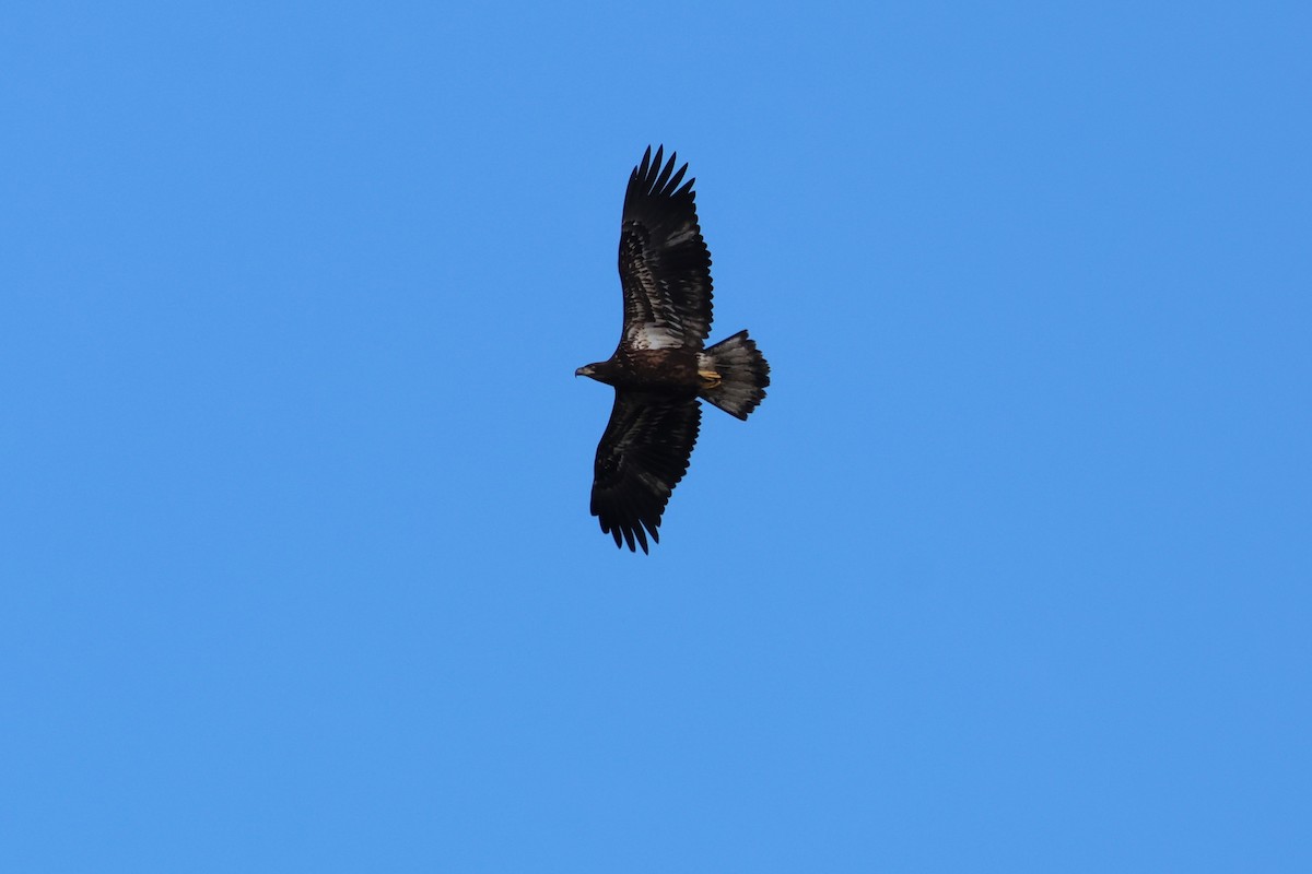 Bald Eagle - ML645335781