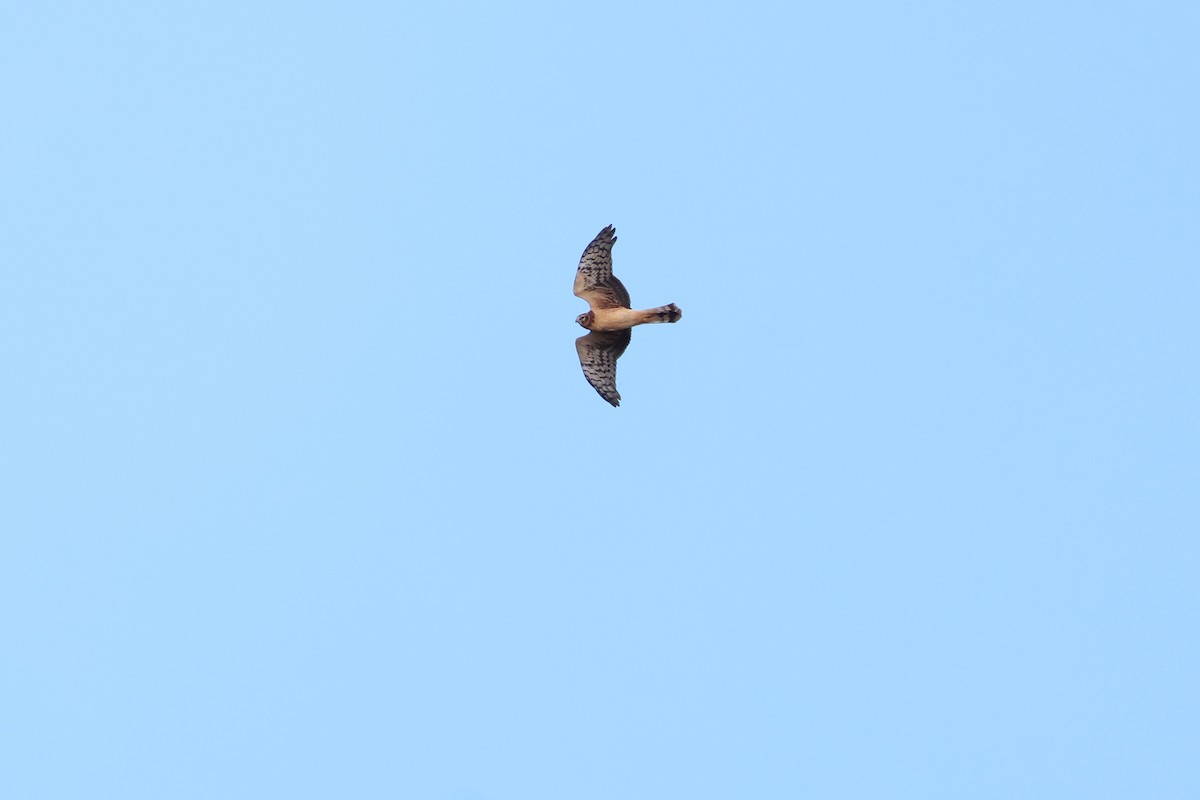 Northern Harrier - ML645335797