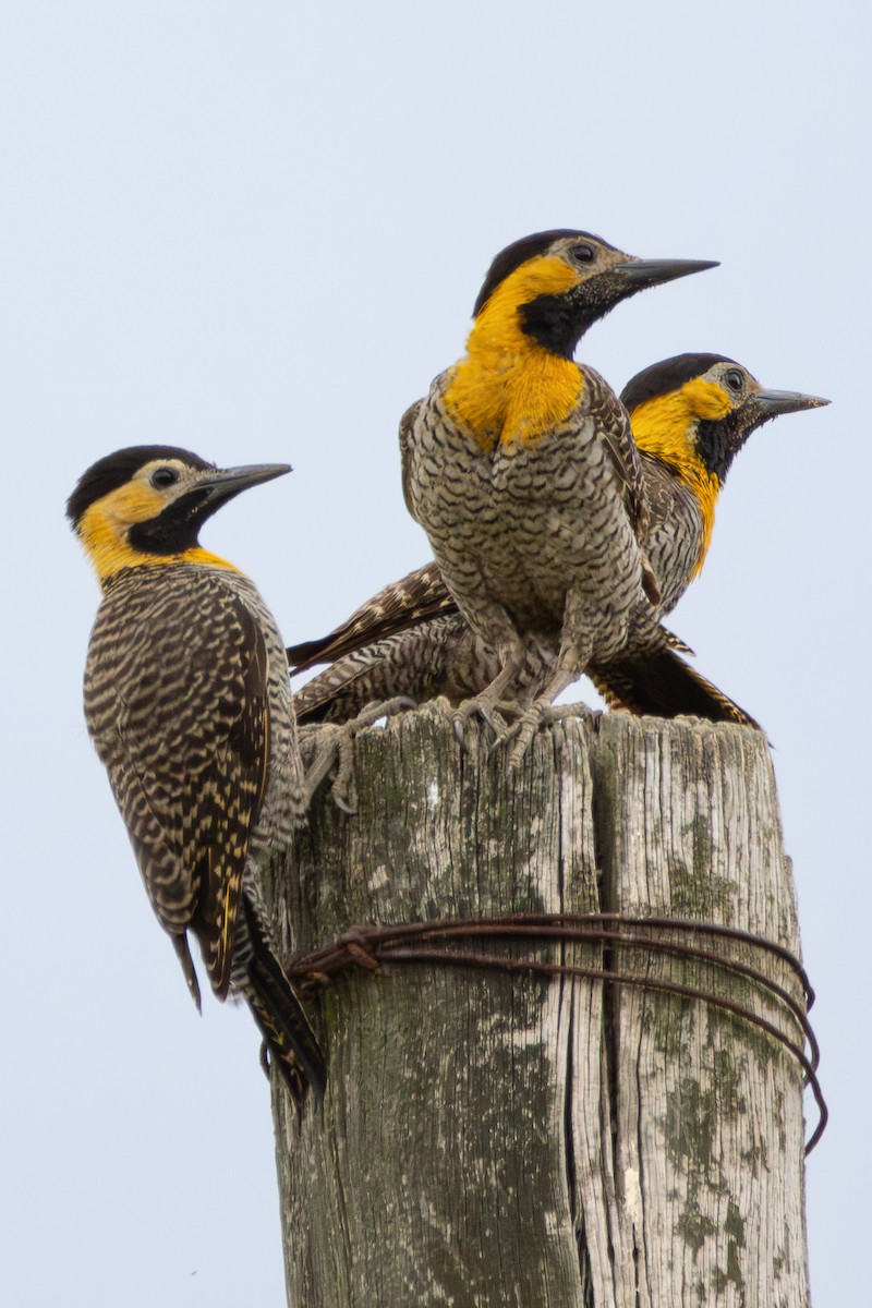 Campo Flicker - ML645335798