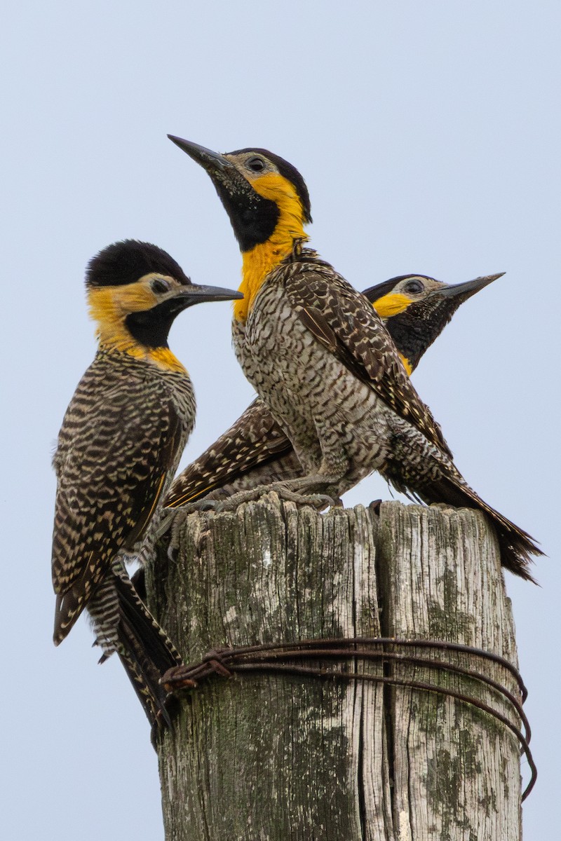 Campo Flicker - ML645335799