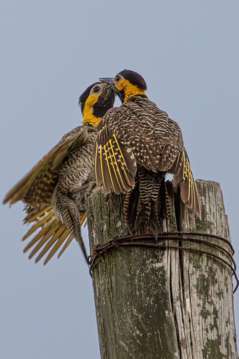 Campo Flicker - ML645335800