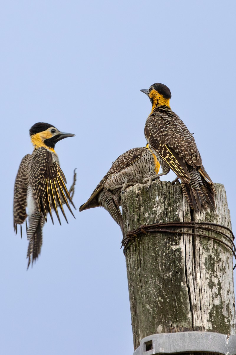 Campo Flicker - ML645335801