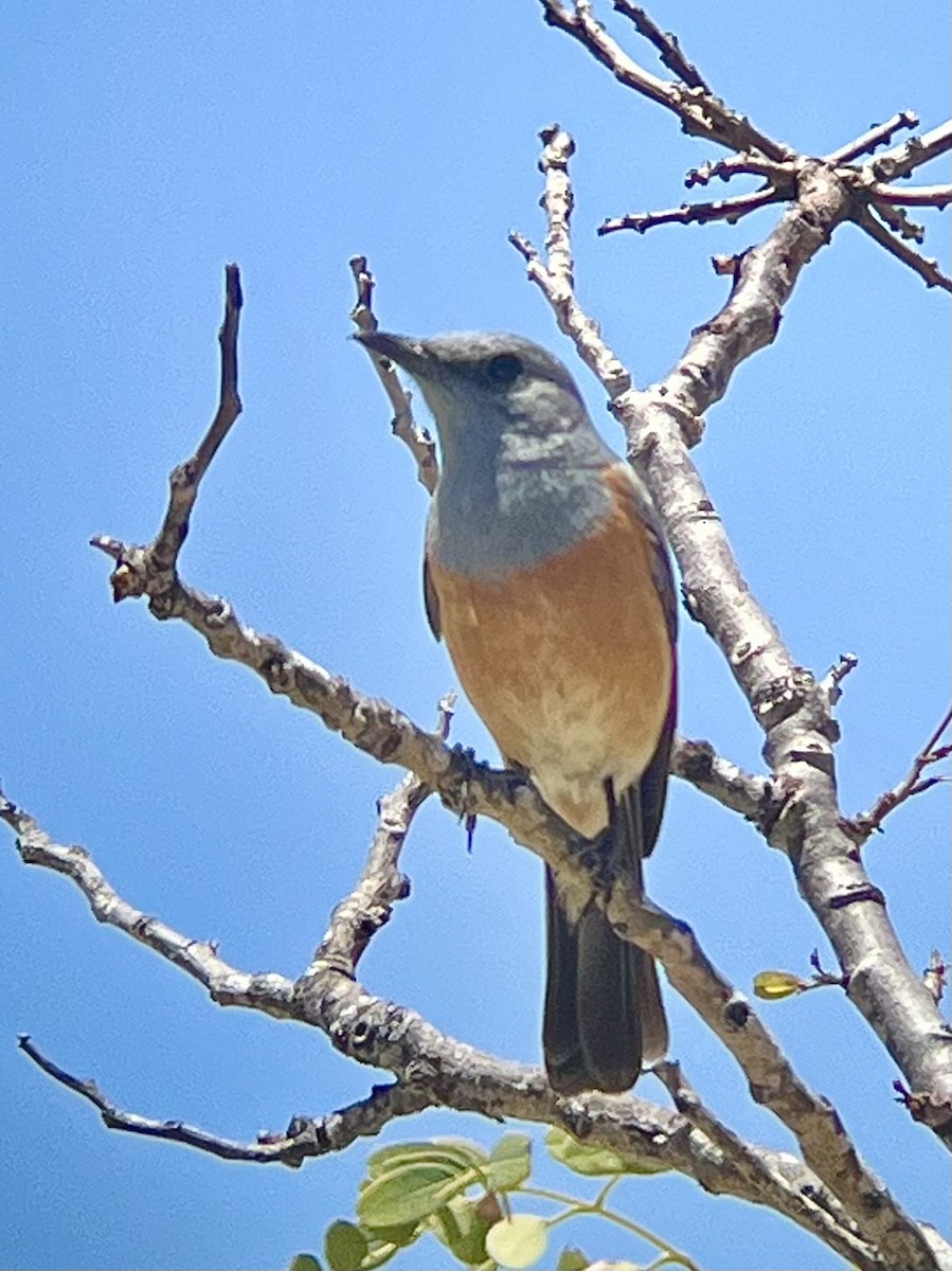 Littoral Rock-Thrush - ML645335805