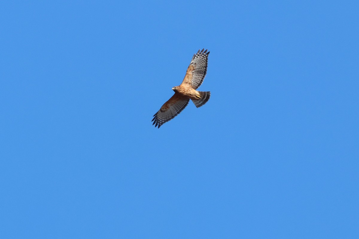 Red-shouldered Hawk - ML645335823