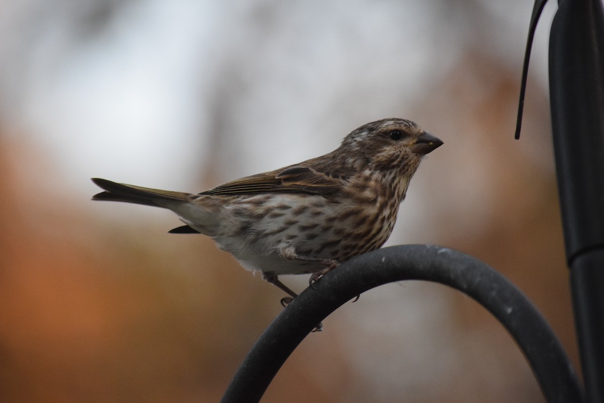Camachuelo Purpúreo - ML645335824