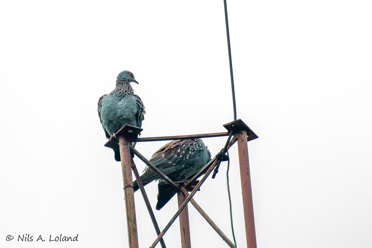 Paloma de Guinea - ML645335825