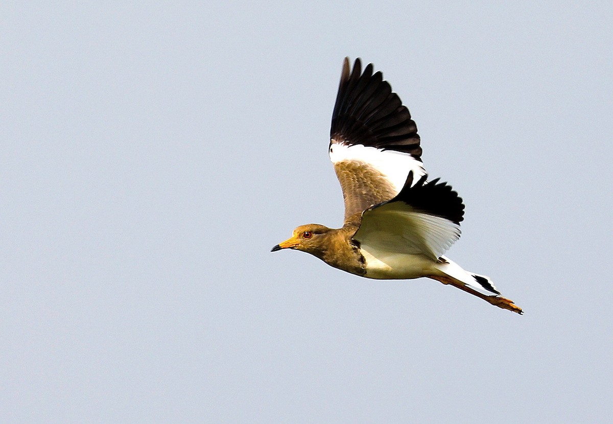 čejka šedohlavá - ML645335831