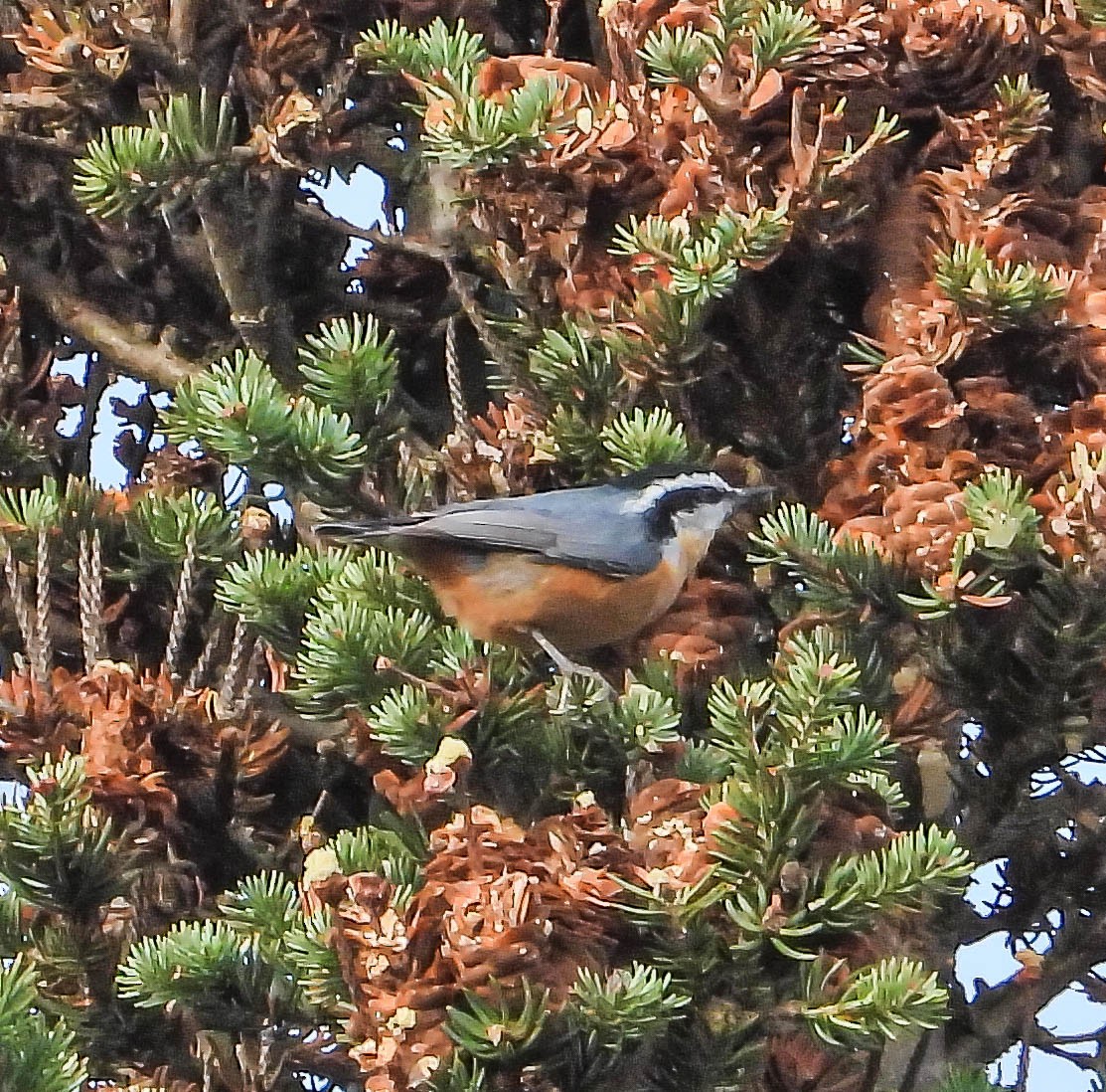 Red-breasted Nuthatch - ML645335834